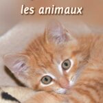 Jésus et les animaux