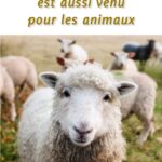Jésus aimait les animaux