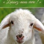 Un regard poignant sur la souffrance des animaux